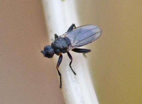 Réf. 340 381 : Ischiolepta sp.